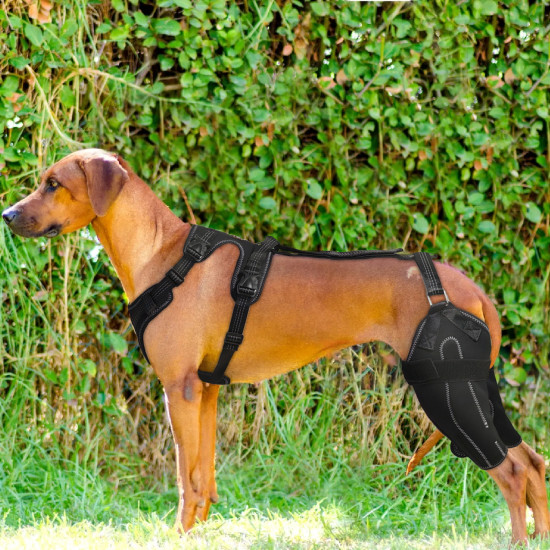 LISPOO Dog ACL Knee Braces
