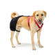 LISPOO Labrador Dog Hip Brace