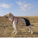 LISPOO Labrador Dog Hip Brace