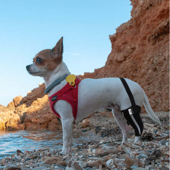 Chihuahua Leg Brace with Reflective Metal Support