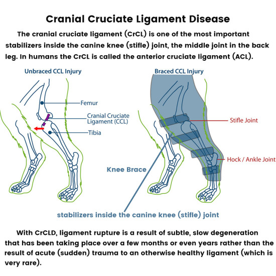 Dog Leg Brace For Acl Injury