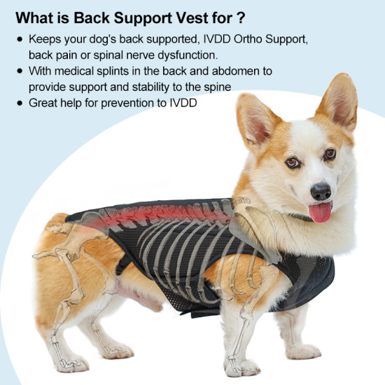 DOGLEMI Back Brace for Dogs With IVDD