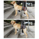 Dog Lift Harness for Hind Legs
