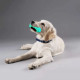 Dog Chew Toy Rubber Molar Stick