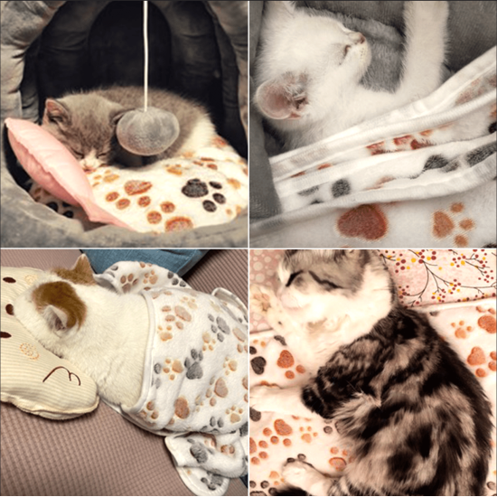 Classic Flannel Cat Dog Fleece Blanket
